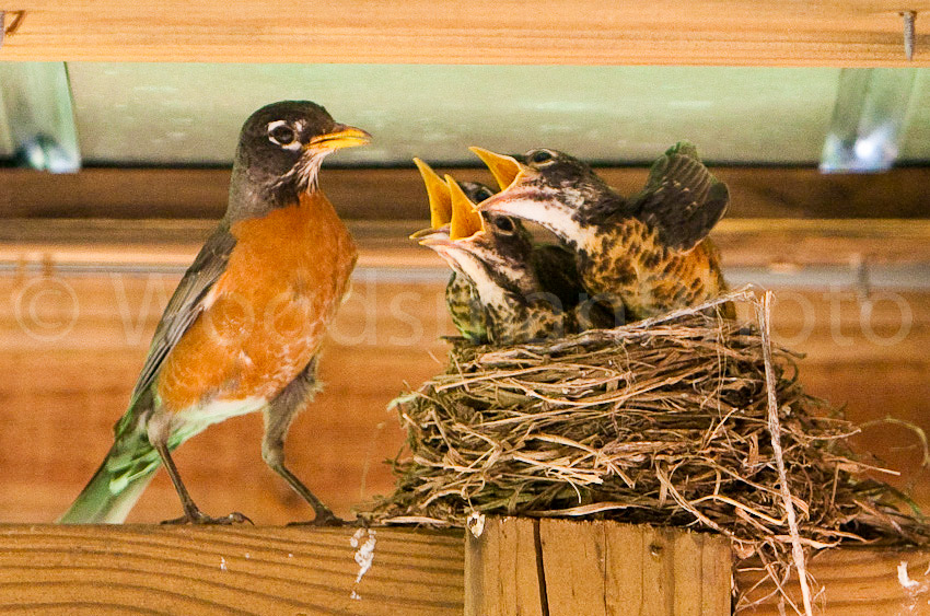 Early_May_7_2010_backyard_Birdies_feeding-8476-2