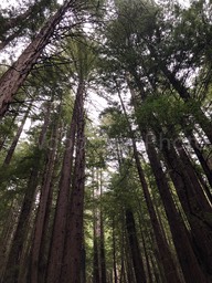 Tunitis_Canyon_Redwoods